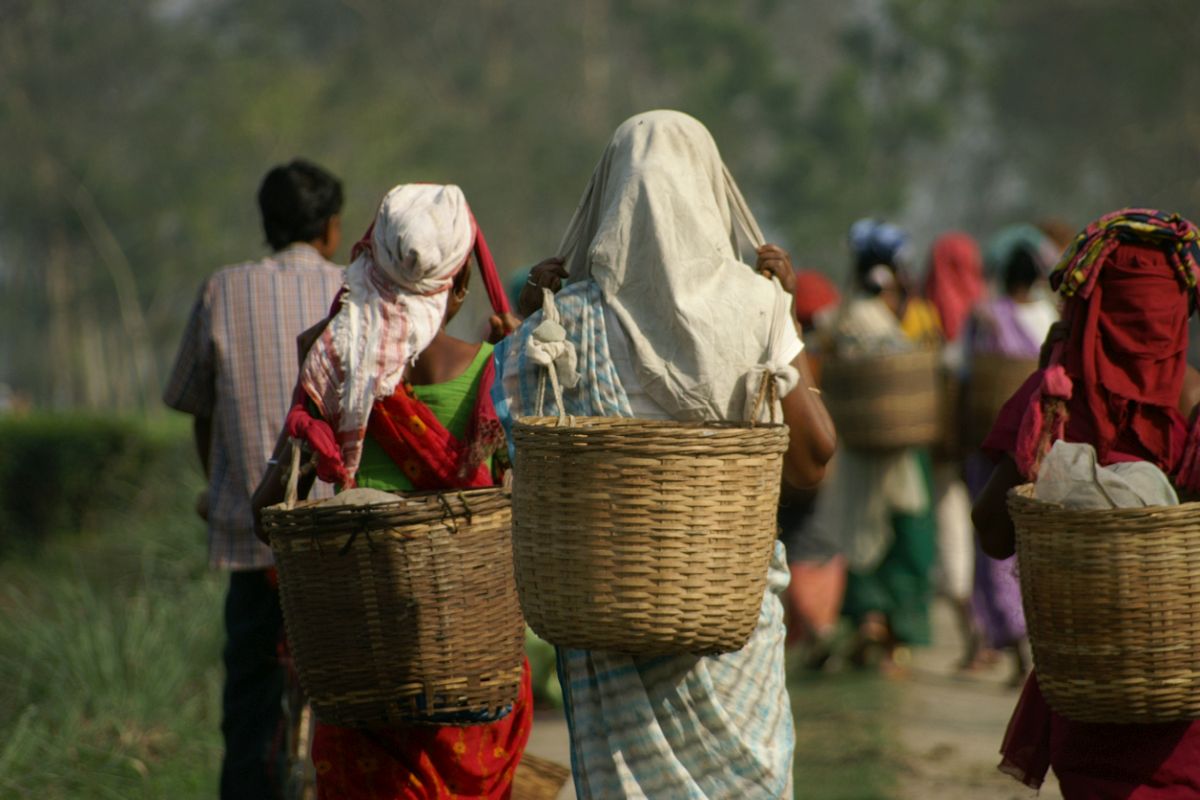 Unpaid wages: Morcha union threatens to stop tea plucking