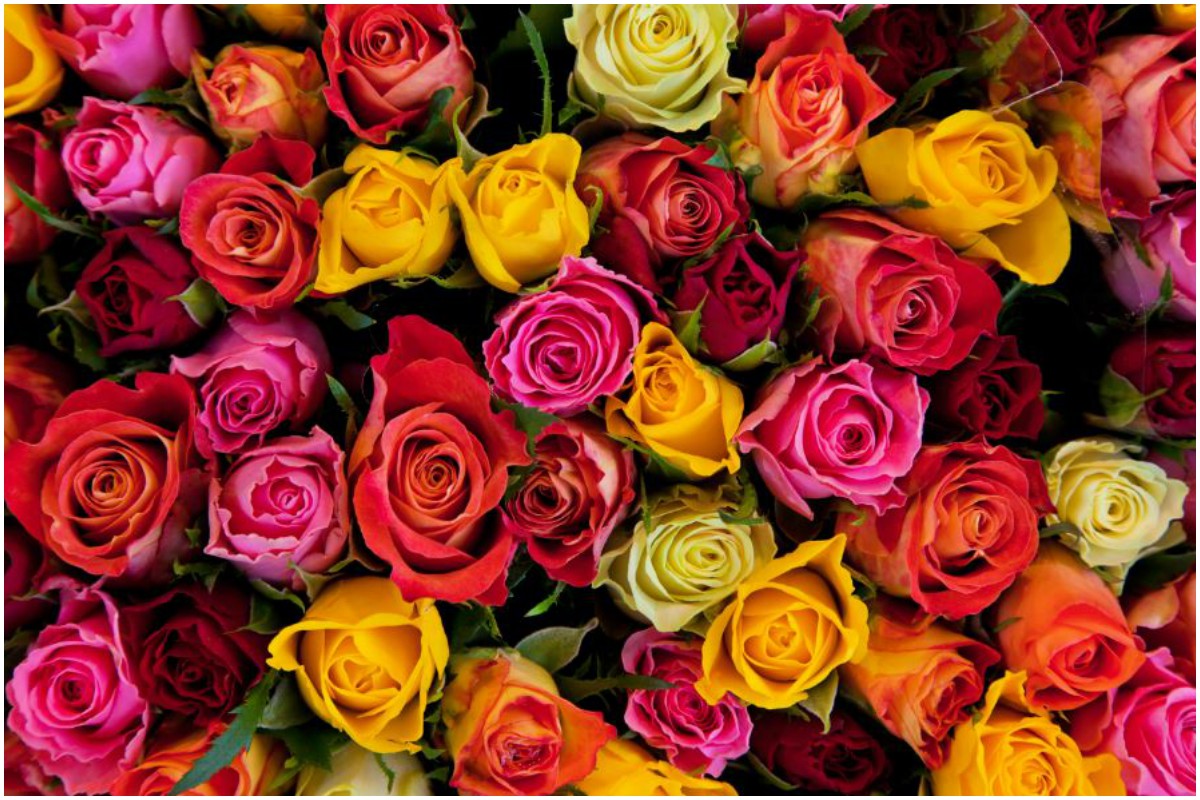 Roses are a beautiful expression of love on Valentine's Day - The ...