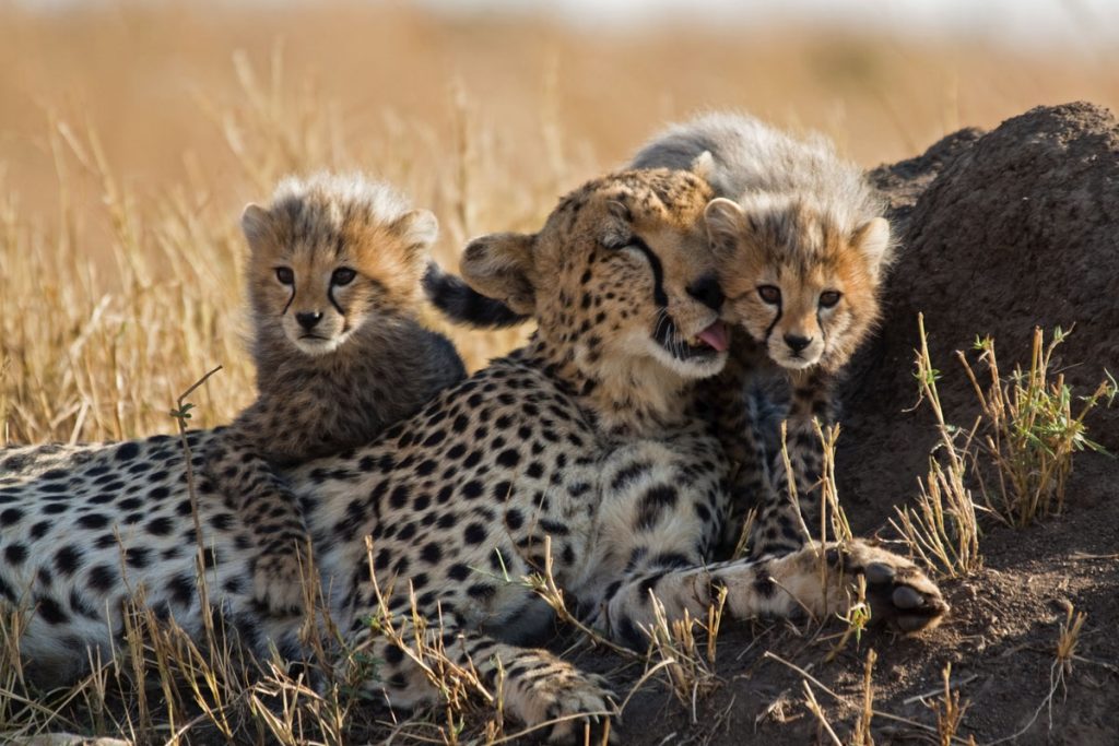 Cheetah project - The Statesman