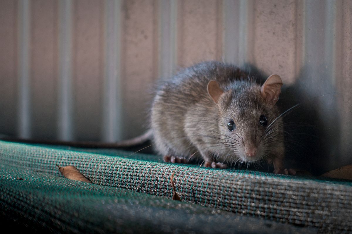 China man dies from hantavirus; all you need to know about the virus, its spread