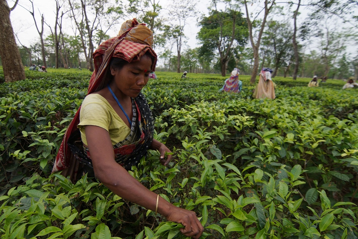 Alert in tea gardens after Terai worker tests positive