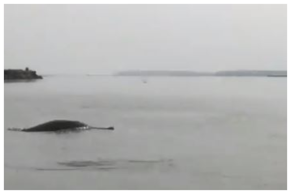 Watch | Ganges River Dolphins spotted in Meerut; video goes viral