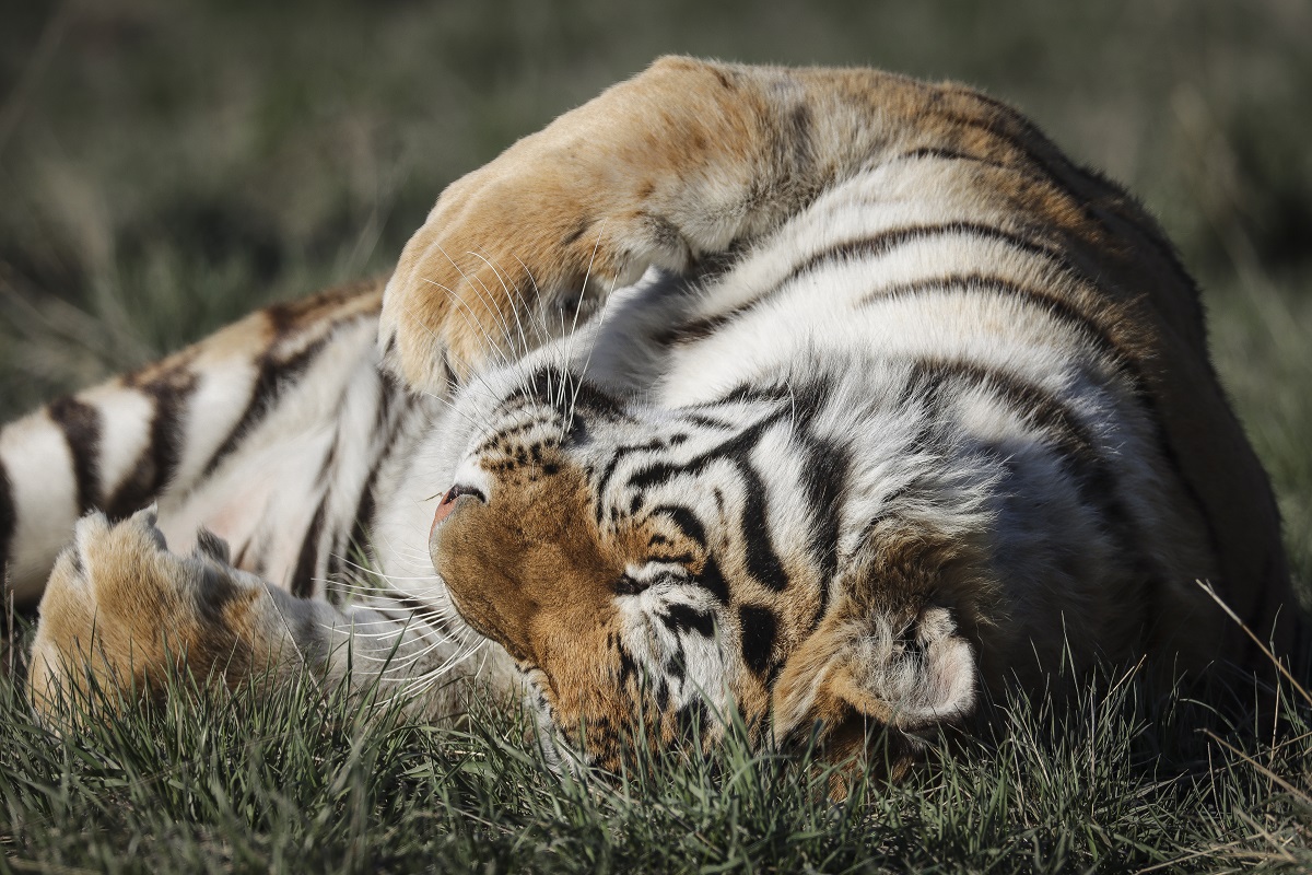 Tiger at NYC's Bronx Zoo tests positive for coronavirus