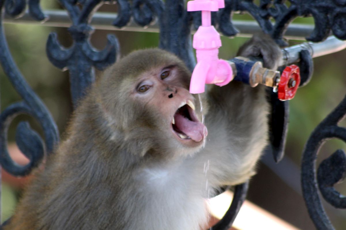 Covid-19 ‘lockdown’: Monkeys desert Shimla, back to jungle for food !