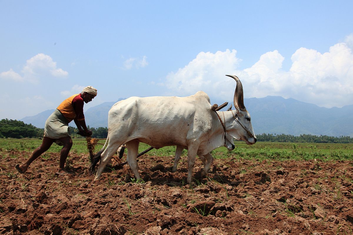 Ministry of Tribal Affairs writes to States sensitizing about Minor Forest Produce amid COVID-19