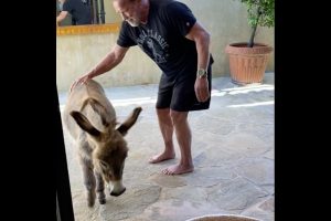Arnold Schwarzenegger works out with pet donkey