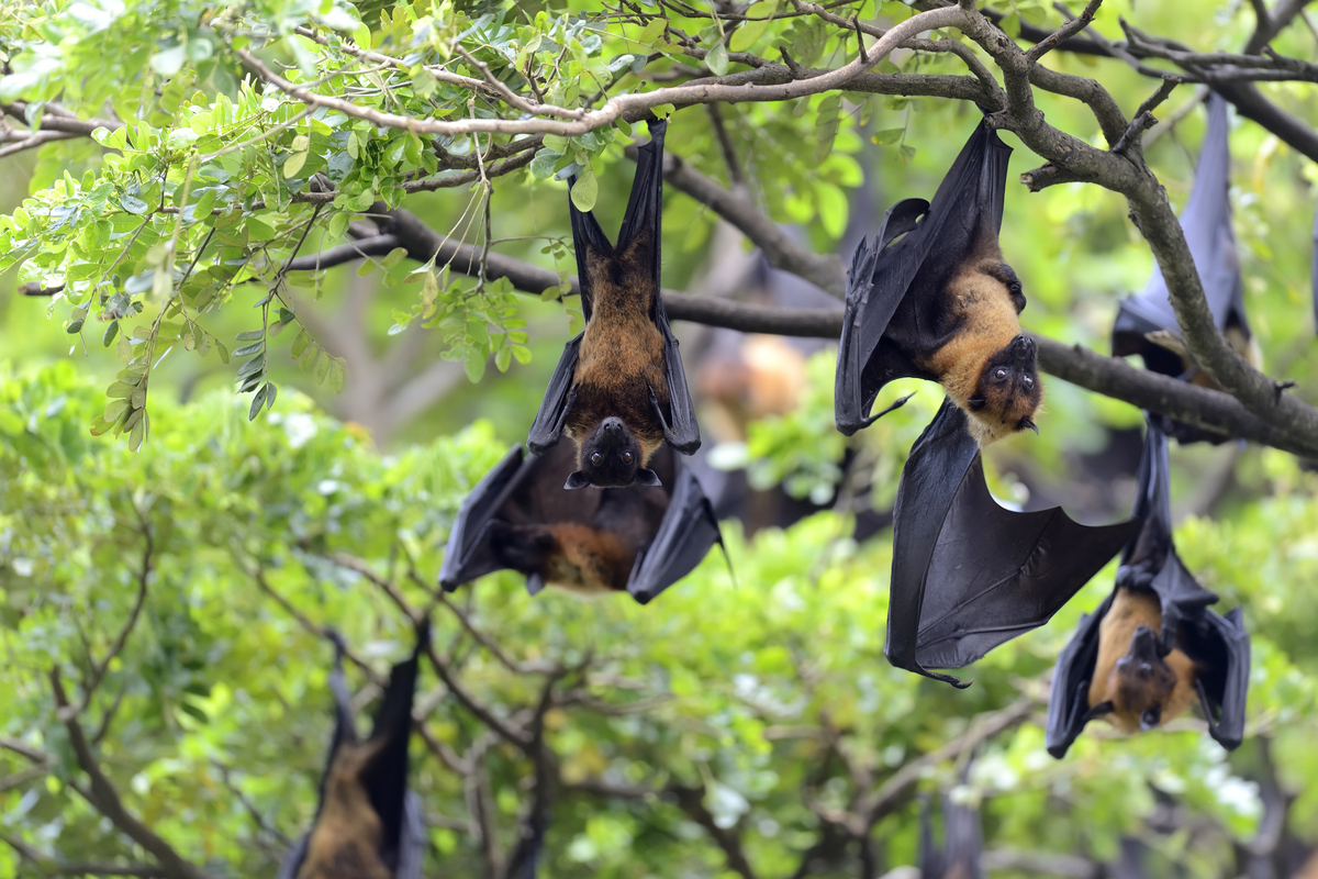 Alarm in Gorakhpur after bats drop dead