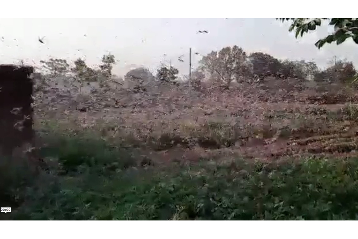 Locust attack feared in eastern Uttar Pradesh now