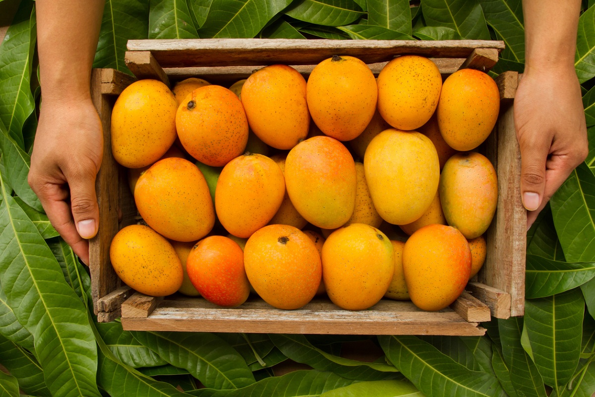 Murshidabad mangoes, India Post, Kolkata, Bengal, Murshidabad, West Bengal