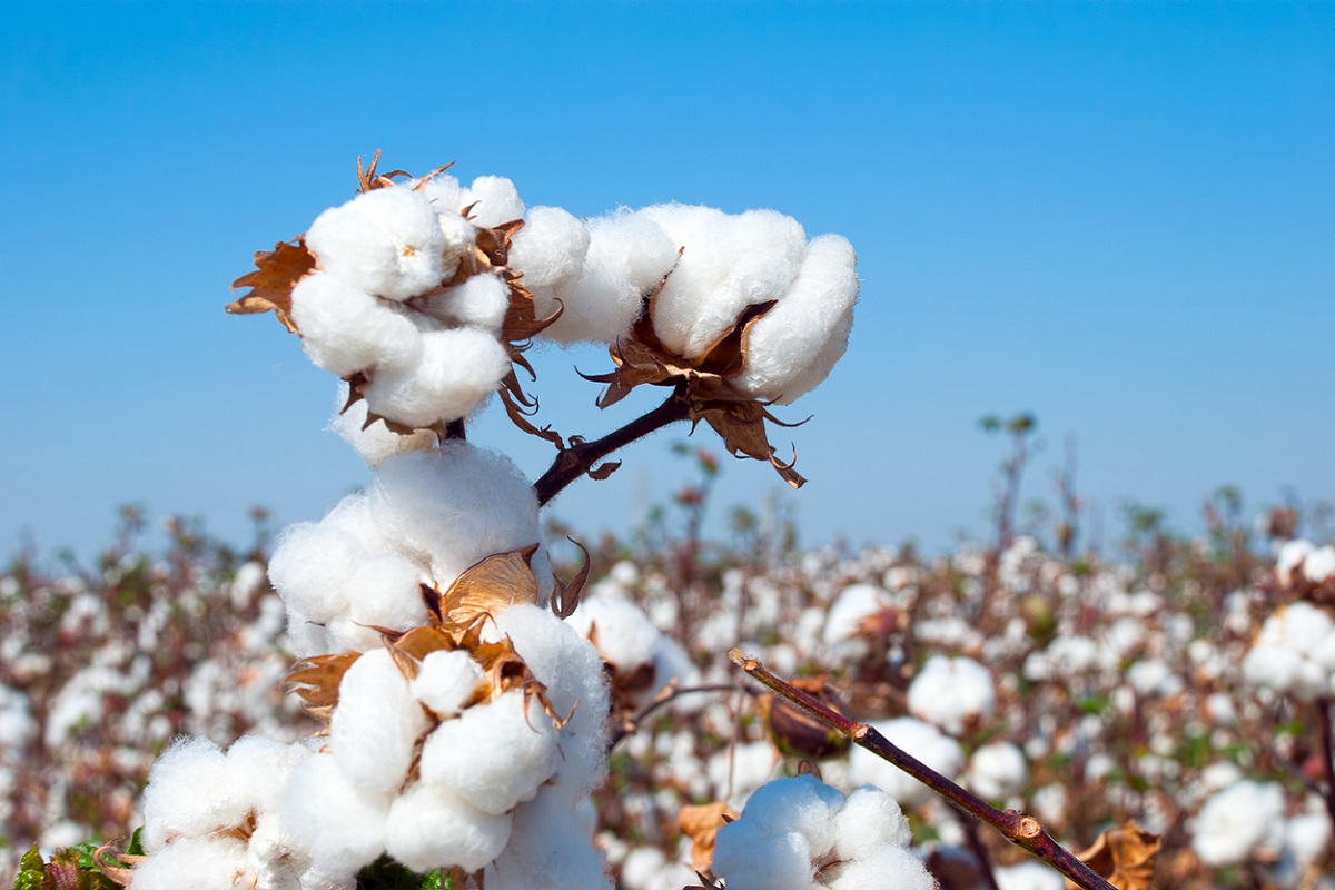 The cotton producers of Tamil Nadu are on a warpath