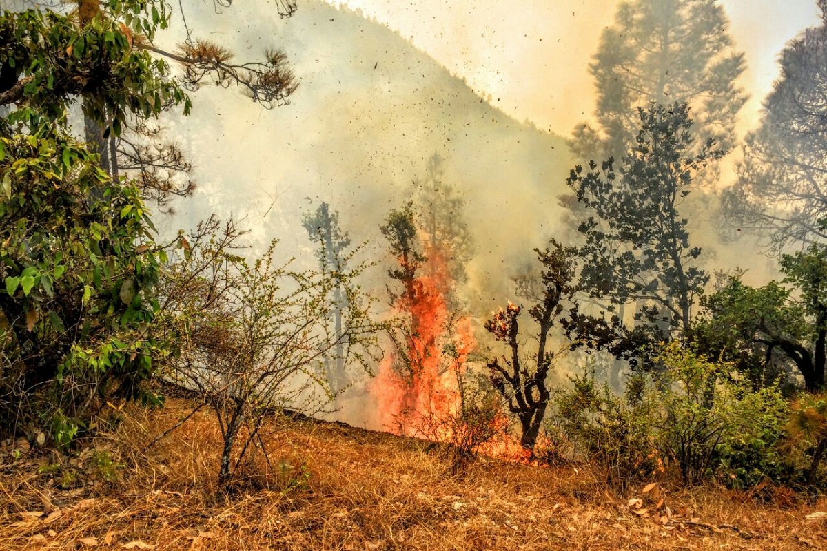 https://www.thestatesman.com/wp-content/uploads/2020/05/QT-forest-fire.jpg