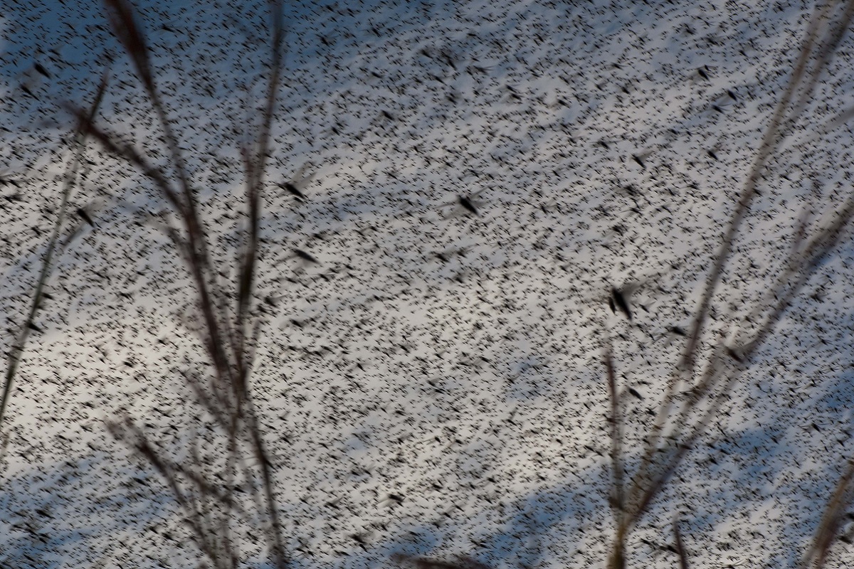 Jaipur residents urge state government to do ‘surgical strike’ on locusts as insects swathe city