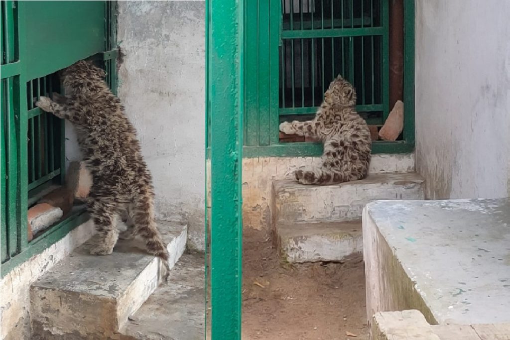 Quarantine' over, snow leopard cub may find mother's lap again - The  Statesman