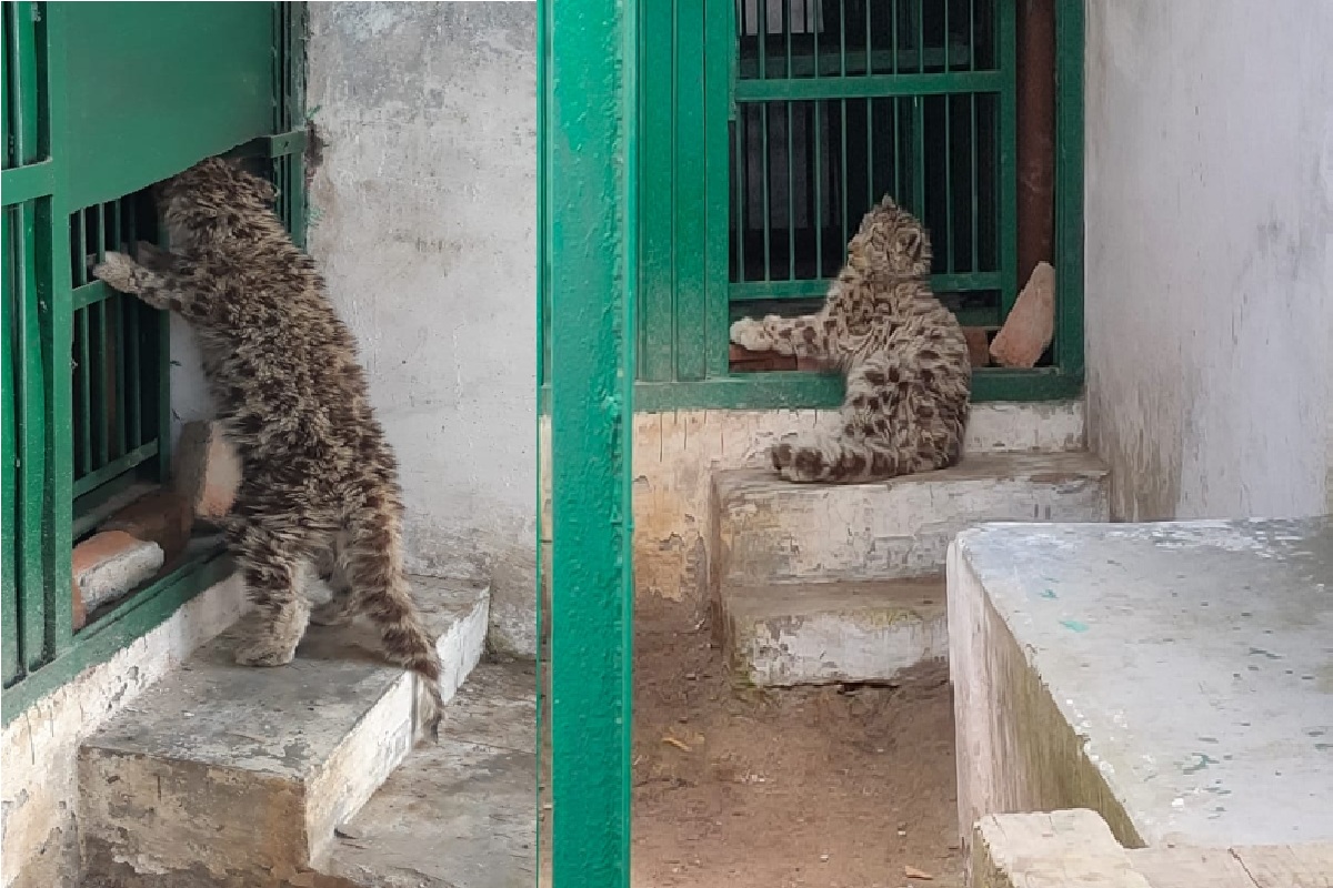 Quarantine' over, snow leopard cub may find mother's lap again - The  Statesman