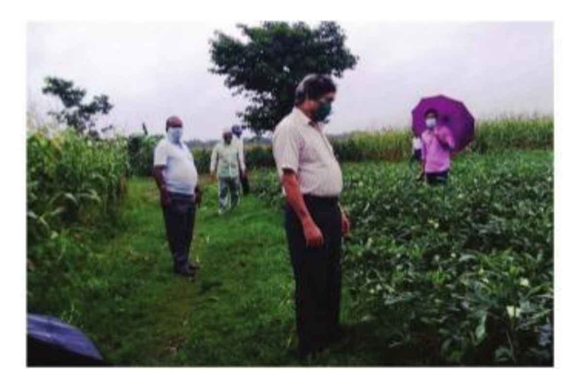 A’duar rainfall stops harvest, farmers hit