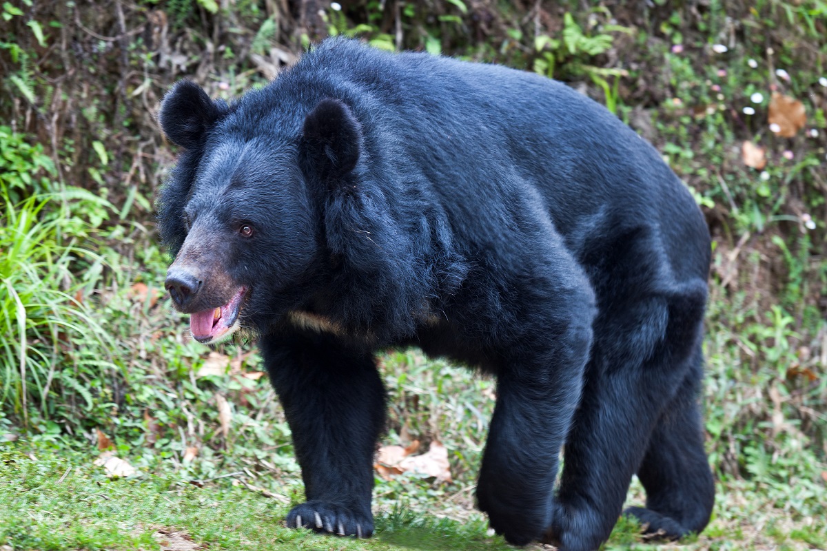 Poacher arrested in Meghalaya after photo of pregnant Asiatic black bear’s killing goes viral