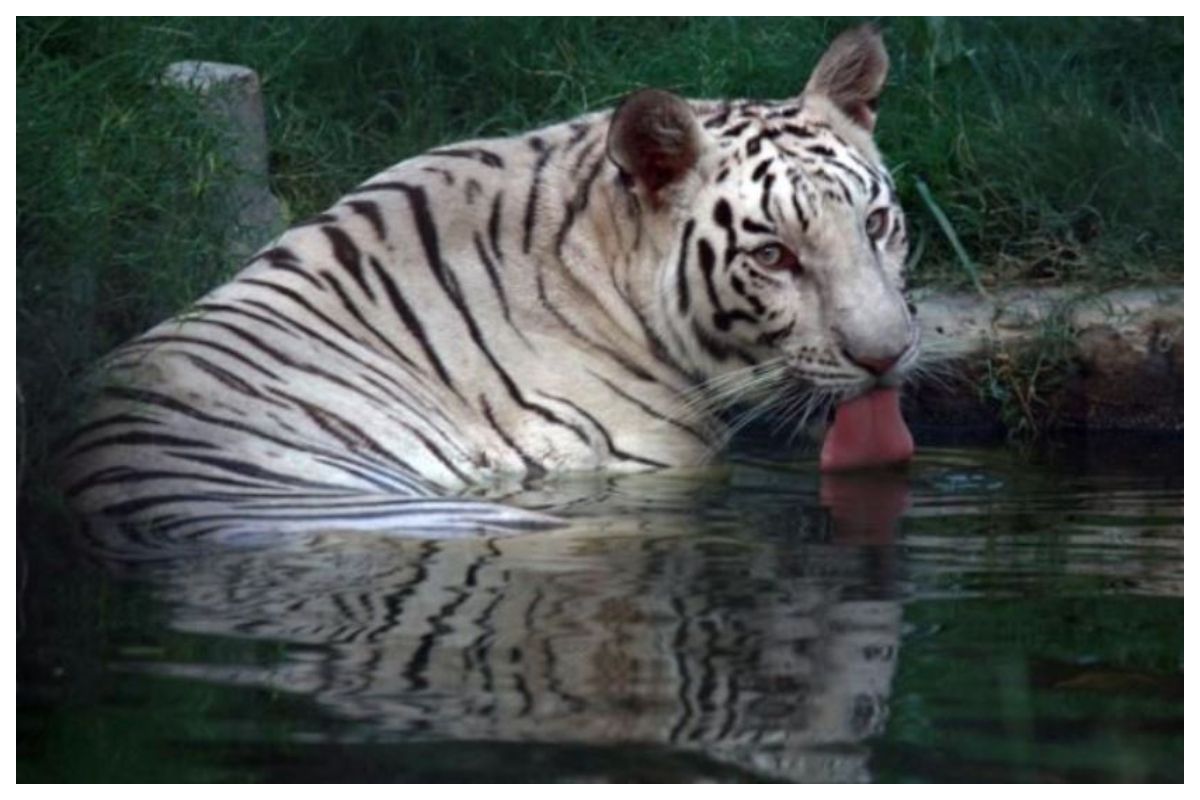 Lockdown impact: Animals in Lucknow zoo are happier than ever