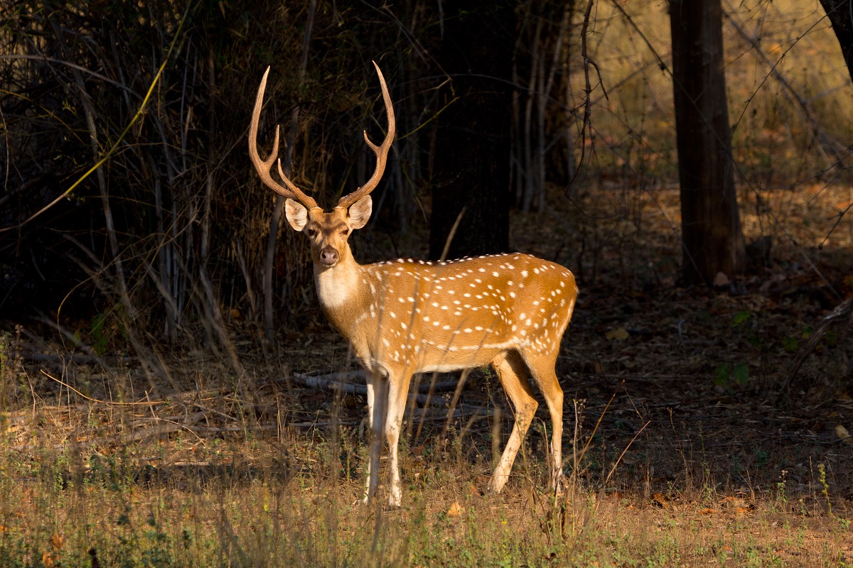 Spotted deer chased by leopard crashes through roof of house in Mumbai’s Powai