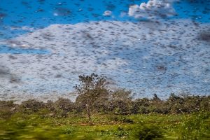 Locust control operation is in full swing: Agriculture Ministry