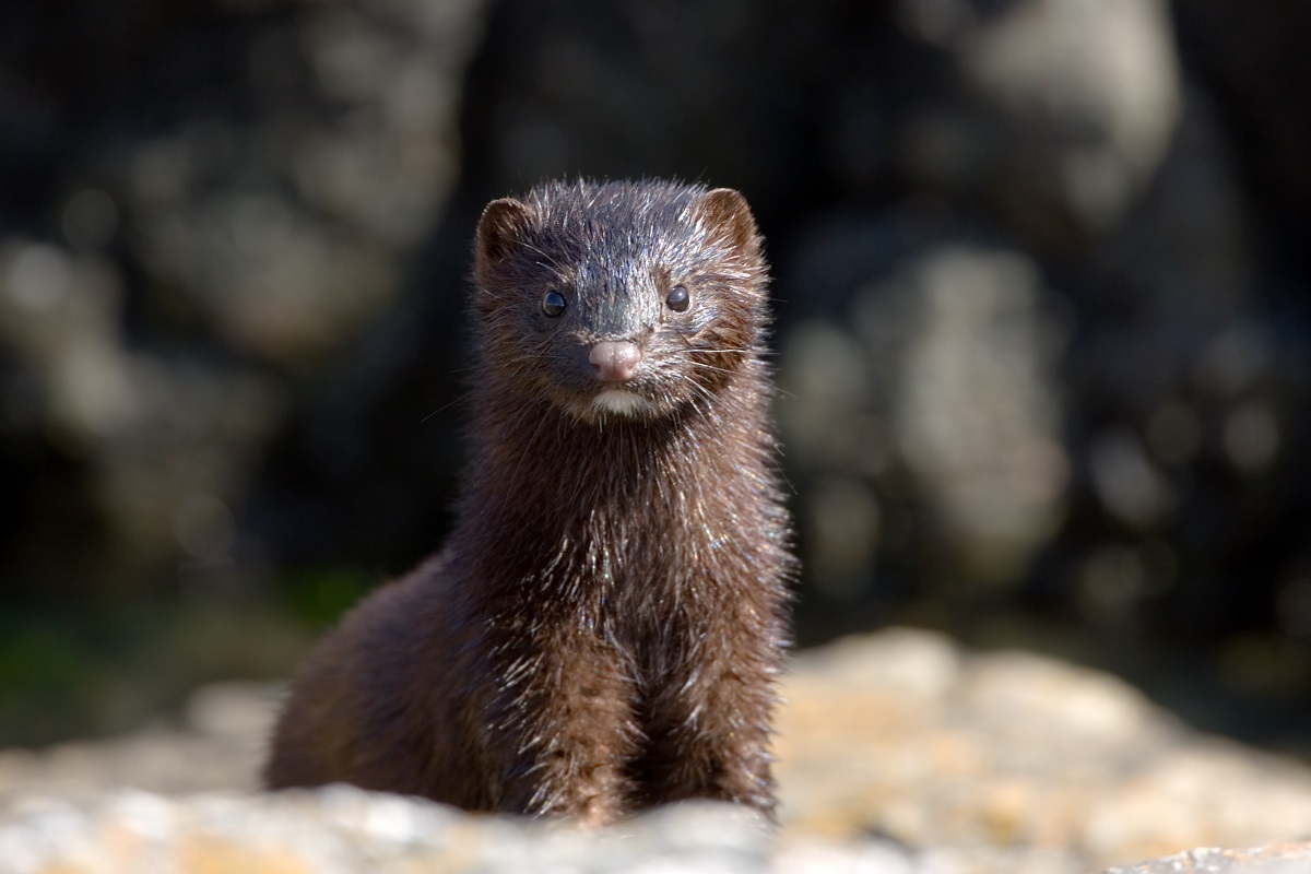 Mink are latest animals to contract COVID-19; tested positive at 2 fur farms in Netherlands