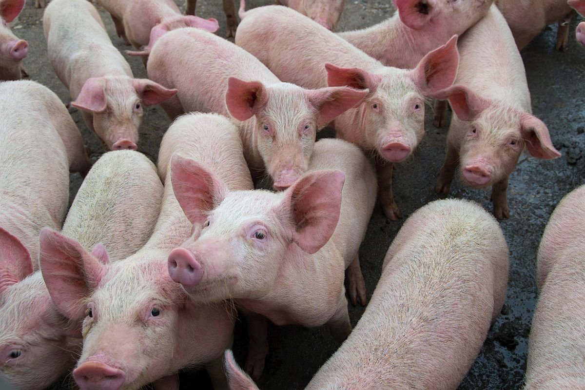 First case of African Swine Flu detected in Assam, 2500 pigs died