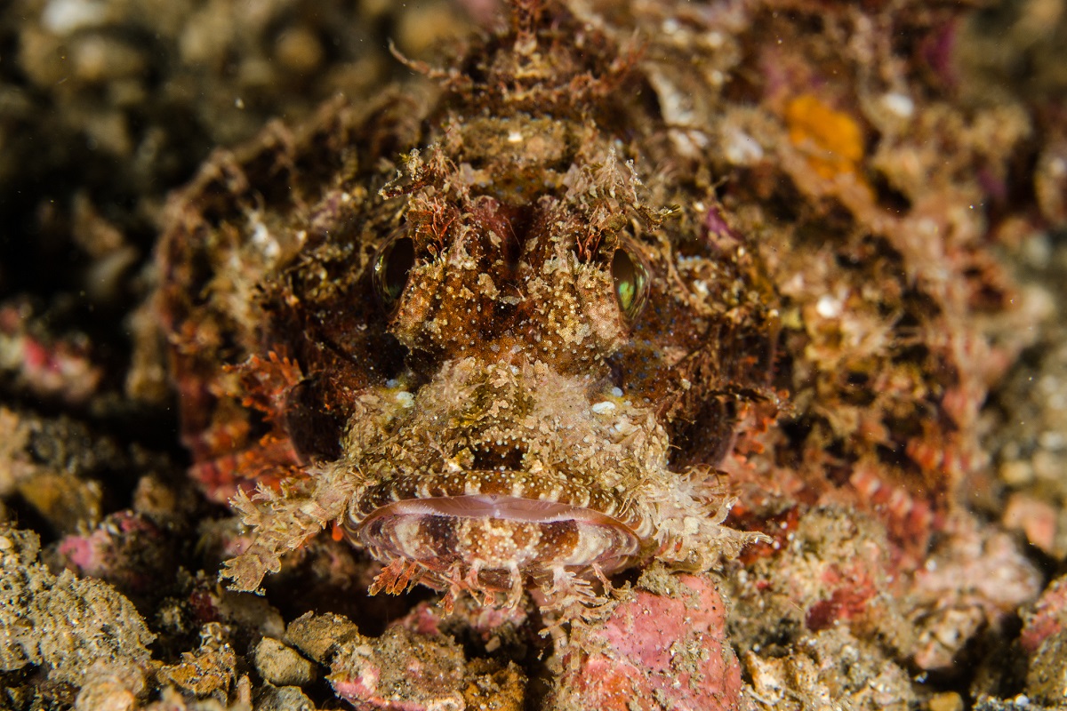 Rare bandtail scorpionfish found off Sethukarai in Gulf of Mannar