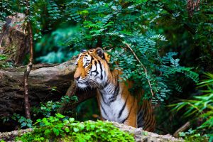 Fencing damaged, no incident of Sunderbans tigers straying into villages during cyclone Amphan: Official