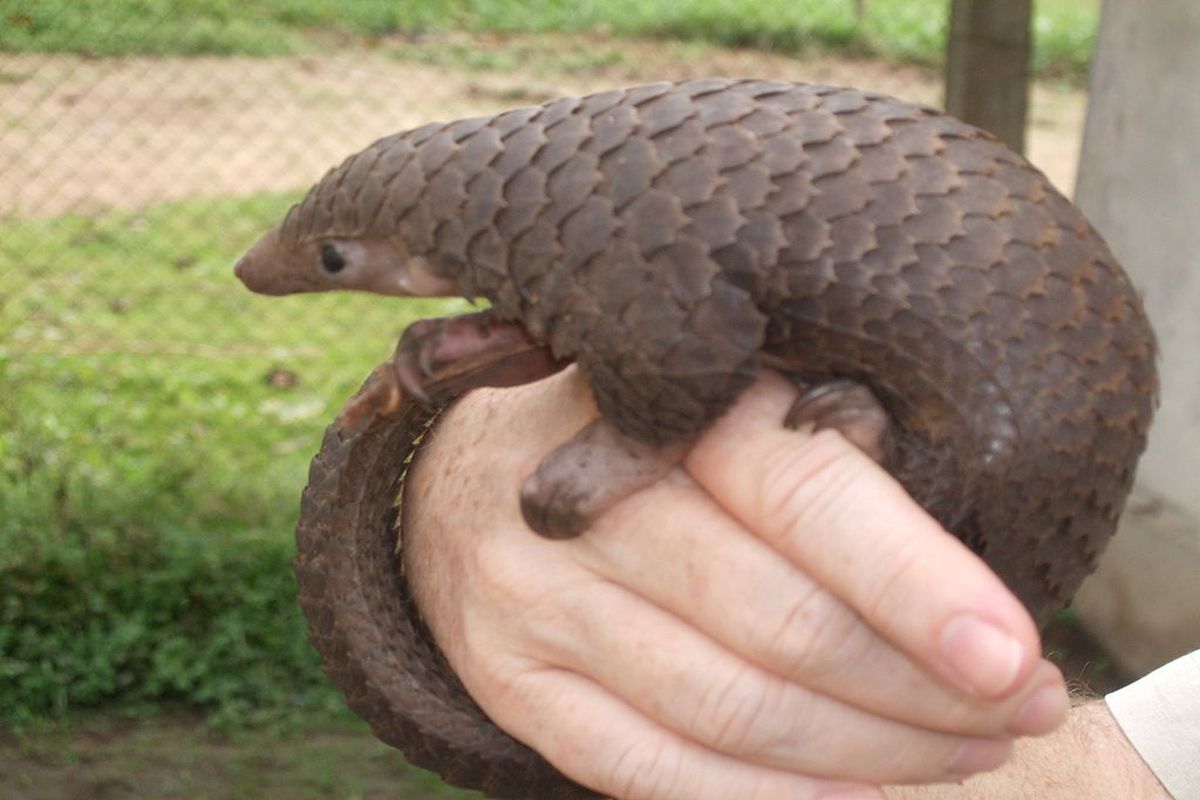 STF busts pangolin scales’ smuggling racket, two held