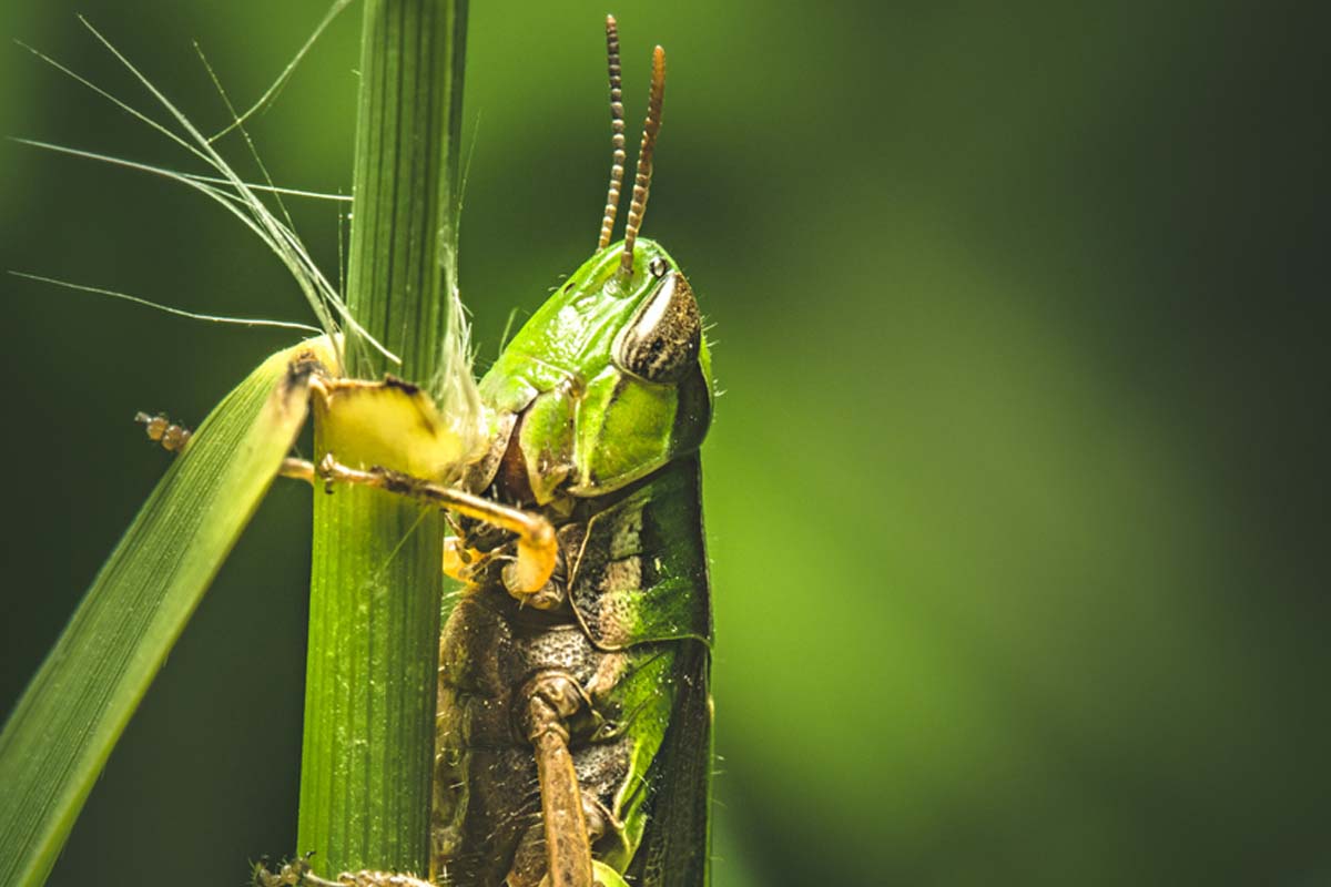 grass hoppers, Pradip Majumdar, Forest department, Locust