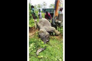Jumbo found dead in Buxa Tiger Reserve
