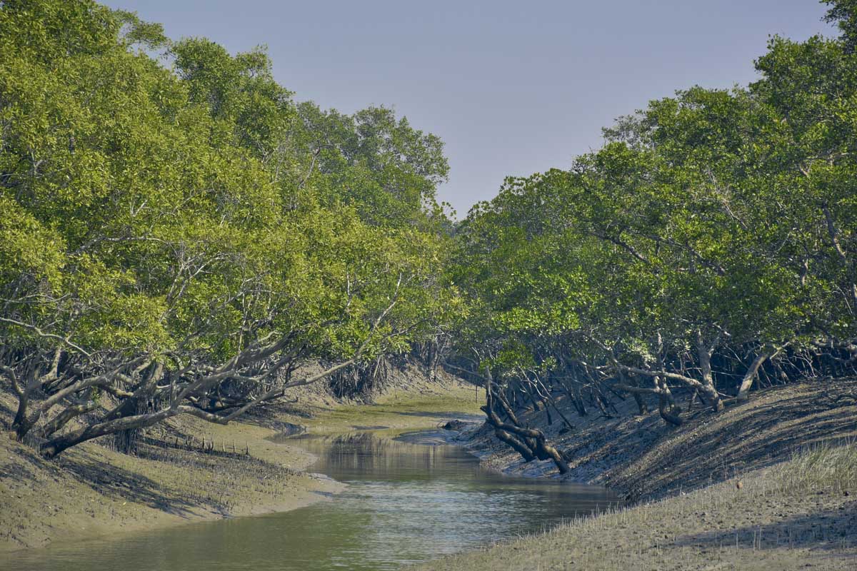 Mangrove acted as natural barrier to cyclone Amphan in Odisha