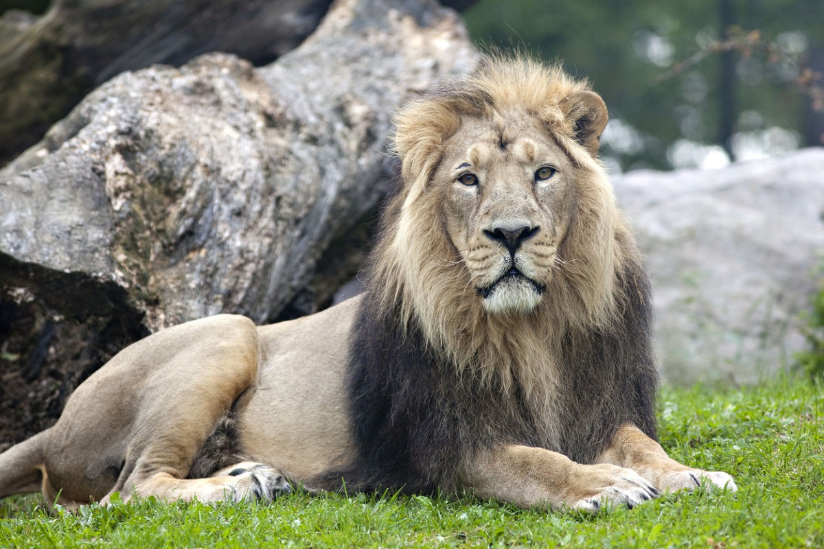 Lion Akbar and lioness Sita arrived in Siliguri safari