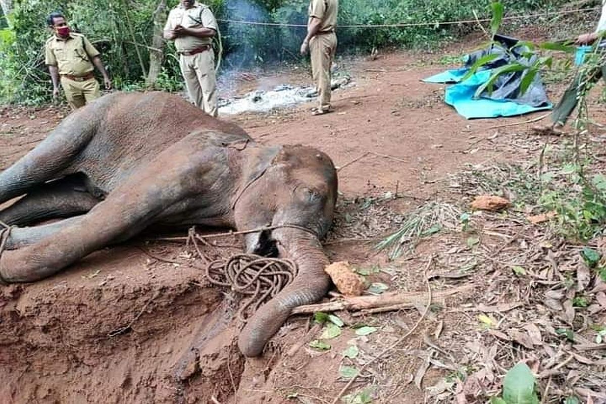 'Not Indian culture': Govt on elephant death in Kerala ...