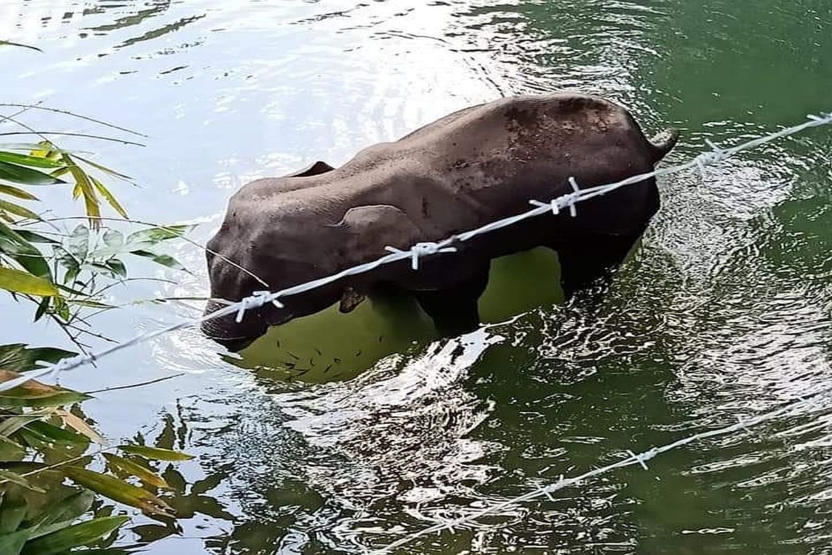 Kerala elephant death case: Official says pachyderm ate coconut stuffed with crackers