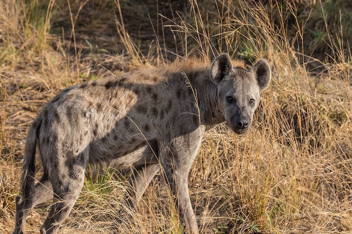 Best of humanity: Striped hyena cubs nurtured to adulthood in Indira Gandhi Zoological Park, Vishakhapatnam