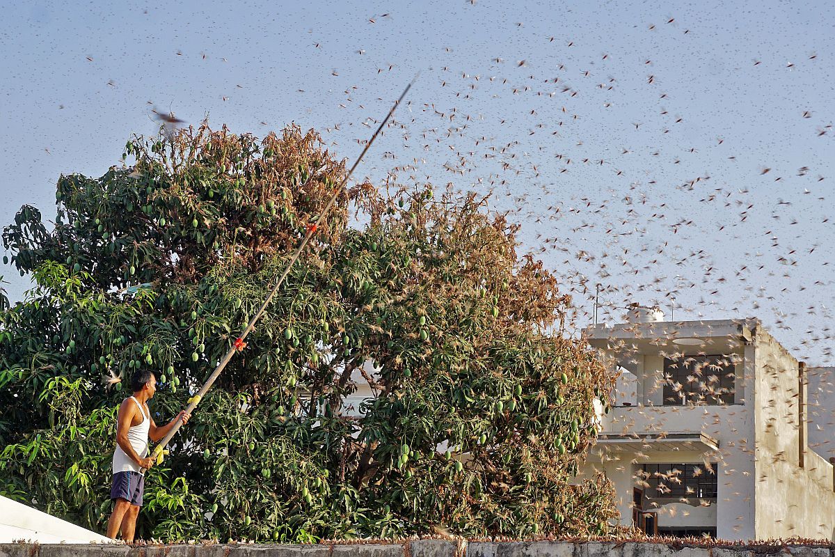 Swarms of locusts reach Delhi outskirts after Gurugram, govt issues advisory; pilots told to stay alert