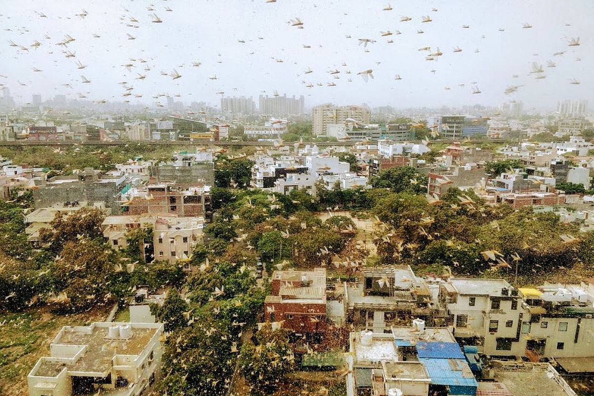 Swarms of locusts seen in several parts of Gurugram; Delhi govt calls emergency meeting