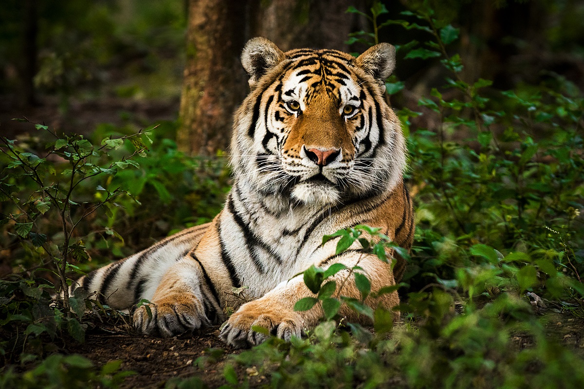 The Royal Bengal Tiger population is at risk in Sundarbans