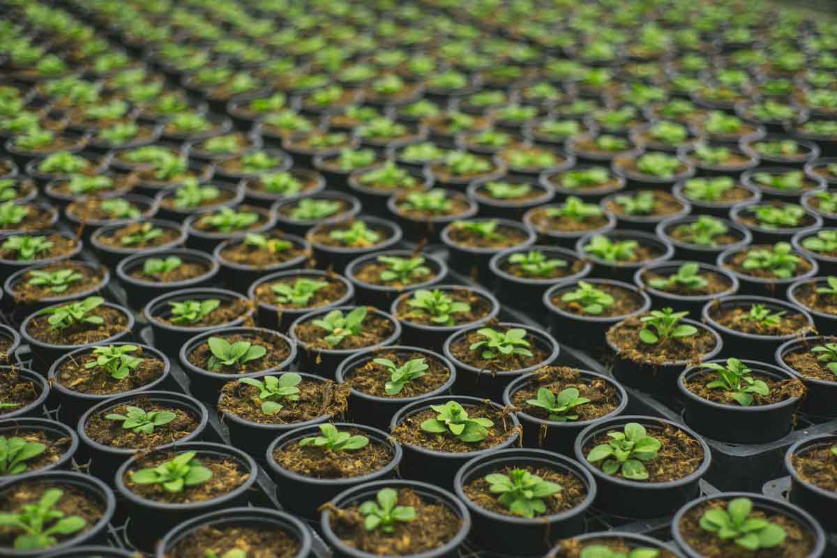 Rs 100 crore pilot project to strengthen horticulture economy in HP