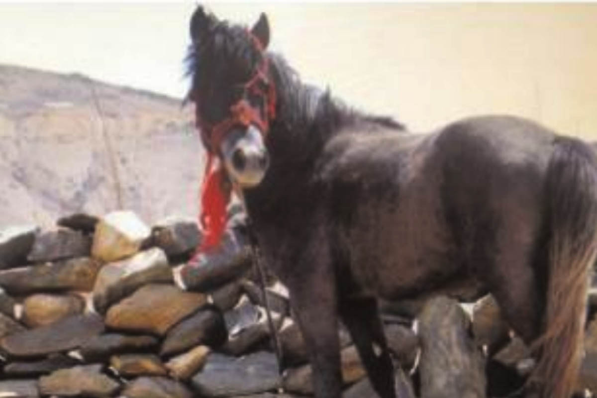 Endangered Chamurthi horses thrive in tribal Lahaul Spiti