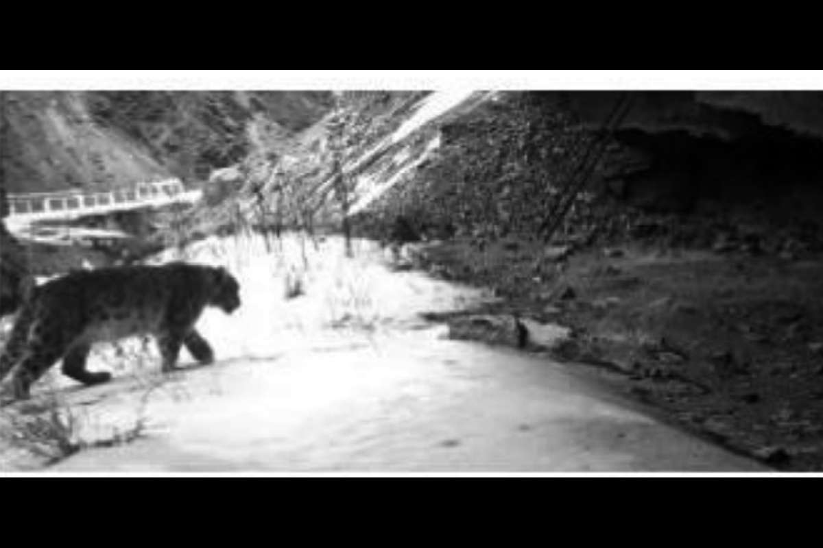 Uttarakhand to set up snow leopard conservation centre in Uttarkashi