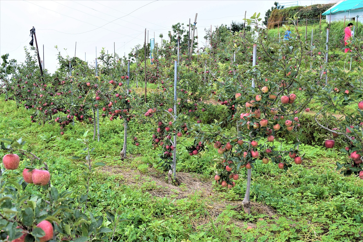 Natural farming: A small but good beginning by apple growers in HP