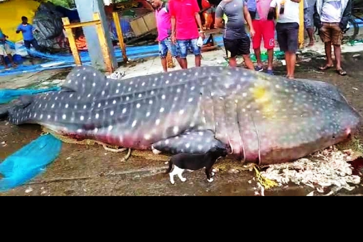 Mumbai fishermen net whale shark