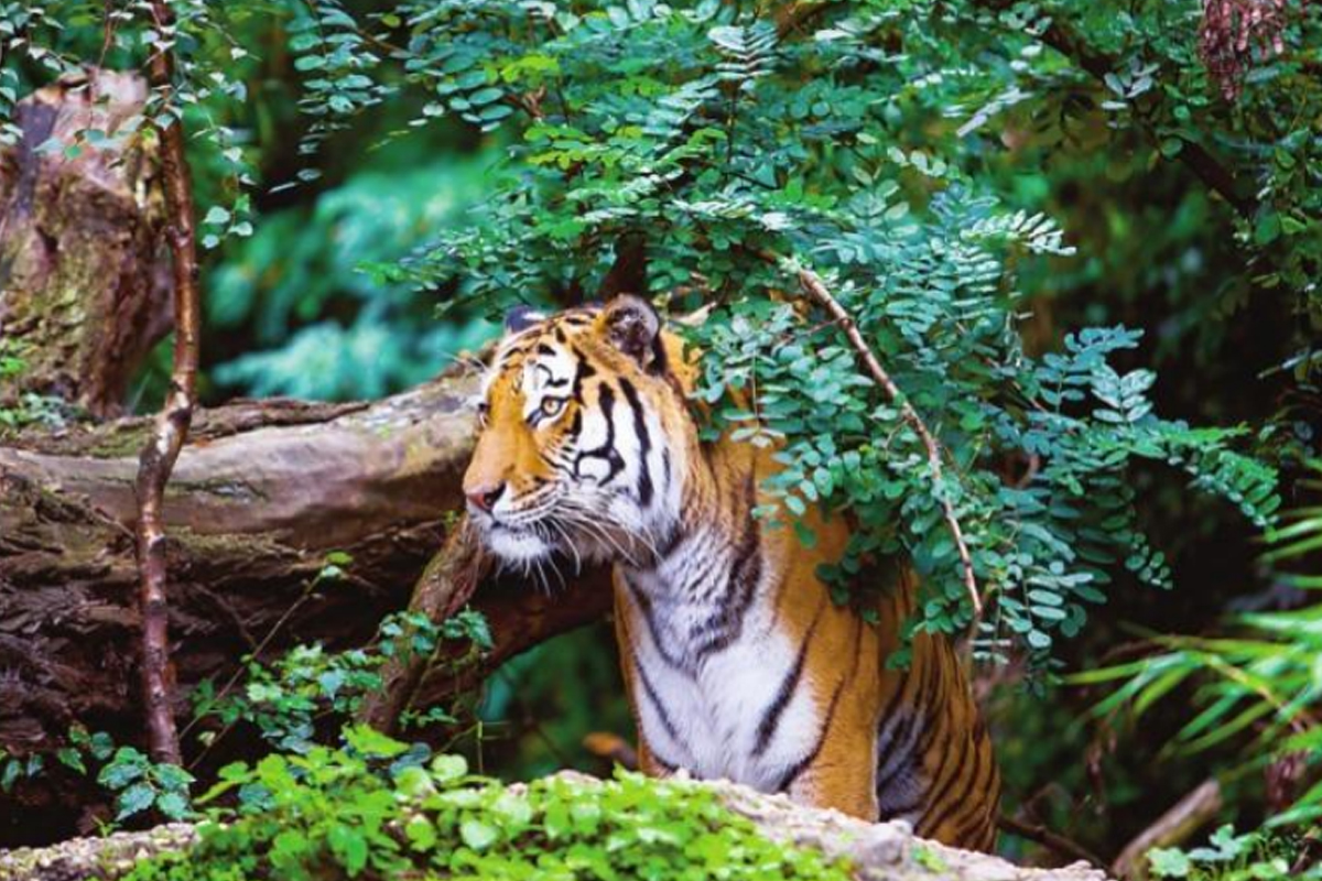 Animal Care Organization grants Rs.1 crore to Rajasthan Forest Department for Tiger conservation at RNP