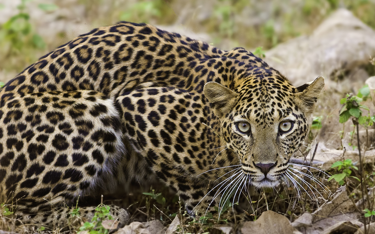 Leopard kills girl