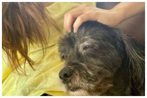International Dog Day: Shraddha Kapoor thanks pet Shyloh for coming into her life