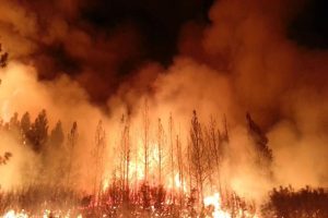 Climate change increases frequency of wildfires globally: study