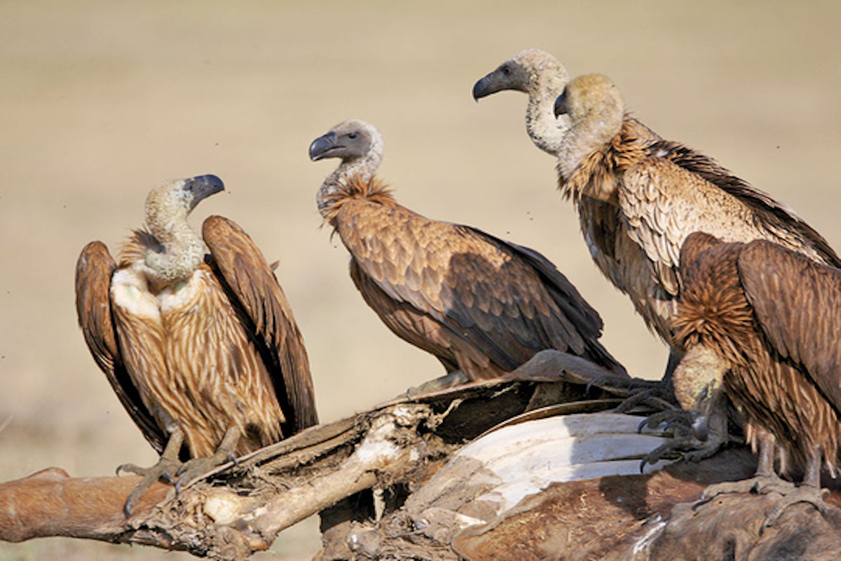 Nine districts of Kangra, Himachal come under vulture initiative