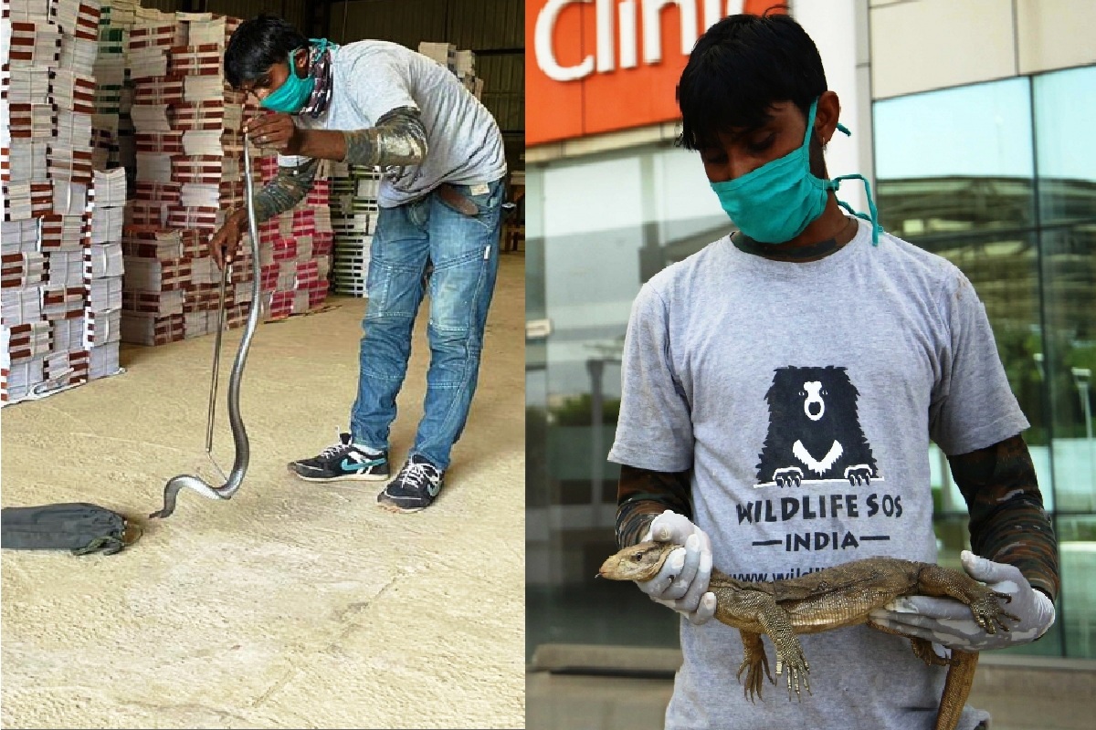 3-ft long monitor lizard, 5-ft long cobra rescued in Agra