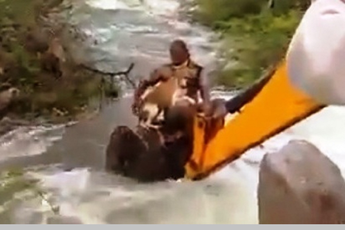 Watch: Telangana Home Guard risks life to save dog